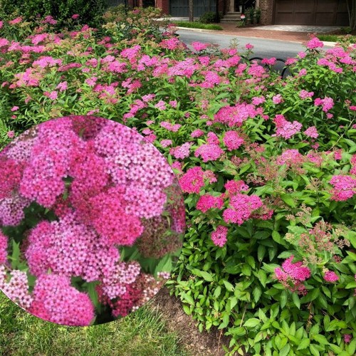 Spiraea japonica 'Neon Flash' - Jaapani enelas 'Neon Flash' C1/1L